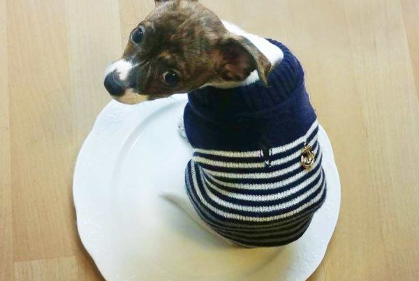 Dog on a plate restored